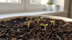 Plantorna slutar sträcka sig och blir starkare för varje dag: en liten tillsats som förändrar allt