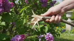 Kan man bara bryta av syrenens grenar istället för att beskära dem och därmed spara tid? Svaret kommer att överraska dig