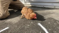 Varför stelnar en kyckling till om man drar en linje framför dess näbb – och vad ligger egentligen bakom detta?