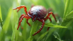 Fästingar på sommarstugan: vad man ska plantera för att de aldrig ska dyka upp