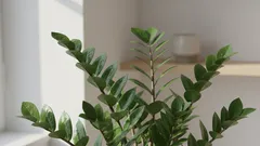 Varför får zamioculcas inga nya blad? Kolla upp det direkt